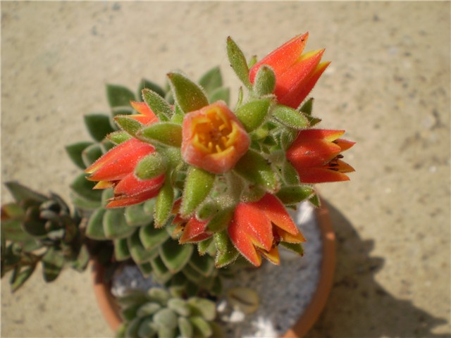 echeveria